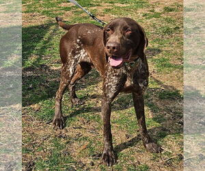 German Shorthaired Pointer Dogs for adoption in Bridgewater, NJ, USA