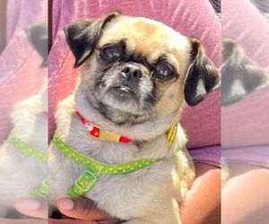 Chug Dogs for adoption in San Diego, CA, USA