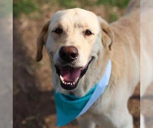 Labrador Retriever-Unknown Mix Dogs for adoption in San Antonio, TX, USA
