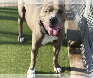 American Staffordshire Terrier-Unknown Mix Dogs for adoption in Grand Prairie, TX, USA