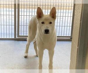 Medium Photo #2 Siberian Husky Puppy For Sale in Orange, CA, USA