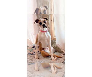 Boxer Dogs for adoption in Austin, TX, USA