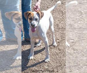 Lab-Pointer Dogs for adoption in Munford, TN, USA