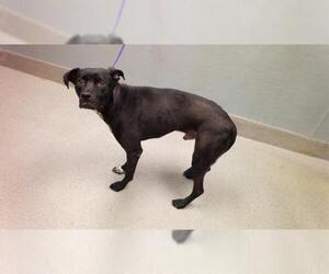 American Pit Bull Terrier-Unknown Mix Dogs for adoption in Las Vegas, NV, USA