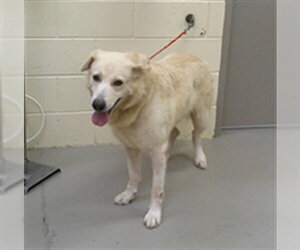 Labrador Retriever-Unknown Mix Dogs for adoption in Sanford, FL, USA