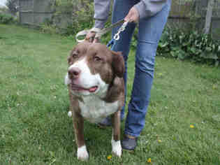 American Pit Bull Terrier-Border Collie Mix Dogs for adoption in Maumee, OH, USA