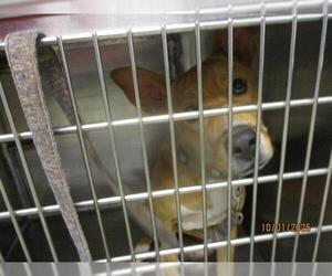 American Pit Bull Terrier-Unknown Mix Dogs for adoption in Oklahoma City, OK, USA