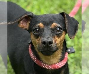 Dachshund-Unknown Mix Dogs for adoption in Yardley, PA, USA