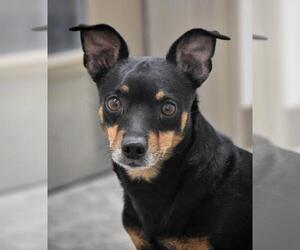 Miniature Pinscher Dogs for adoption in Monticello, IA, USA