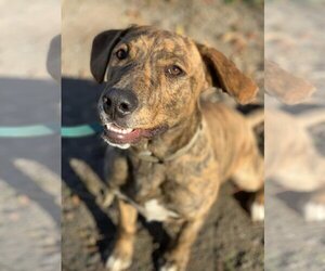Plott Hound-Unknown Mix Dogs for adoption in Hinton, WV, USA