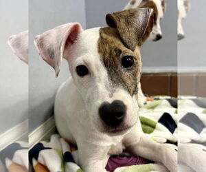 Boxer-Unknown Mix Dogs for adoption in Jefferson, NJ, USA