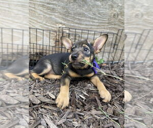 Mutt Dogs for adoption in Mooresville, NC, USA