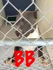 American Pit Bull Terrier-Unknown Mix Dogs for adoption in Waycross, GA, USA