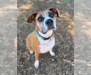 Boxer Dogs for adoption in Santa Cruz, CA, USA