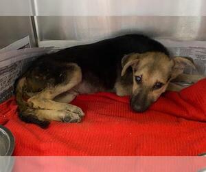 German Shepherd Dog Dogs for adoption in San Antonio, TX, USA