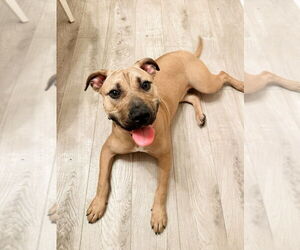 American Pit Bull Terrier-Unknown Mix Dogs for adoption in Mundelein, IL, USA
