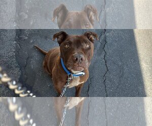 Bullypit Dogs for adoption in Dana Point, CA, USA