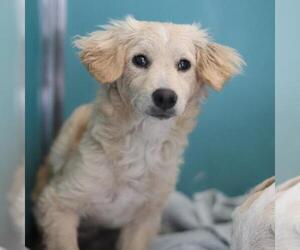 Chiweenie Dogs for adoption in San Antonio, TX, USA