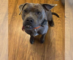 Mutt Dogs for adoption in Vail, AZ, USA