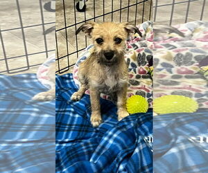 Chihuahua-Unknown Mix Dogs for adoption in New London, WI, USA