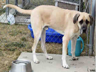 Medium Photo #1 Mastiff Puppy For Sale in Ogden, UT, USA
