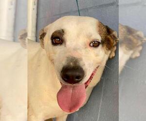 Mutt Dogs for adoption in Franklinton, LA, USA