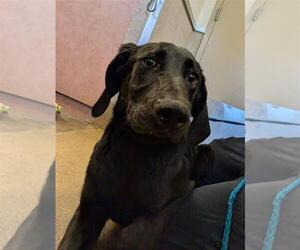 Labrador Retriever-Unknown Mix Dogs for adoption in Sacramento, CA, USA
