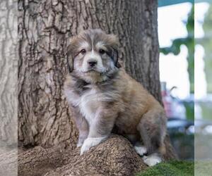 Labrenees Dogs for adoption in San Diego, CA, USA