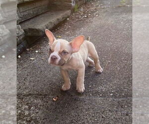 French Bulldog-Unknown Mix Dogs for adoption in Springdale, PA, USA