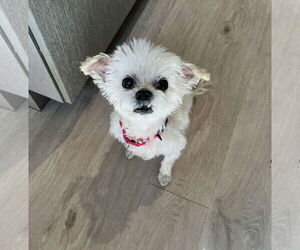 Mutt Dogs for adoption in Philadelphia, PA, USA