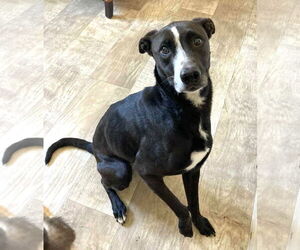 Labrador Retriever-Unknown Mix Dogs for adoption in San Diego, CA, USA