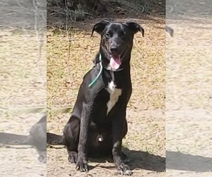 Alaskan Husky-Weimaraner Mix Dogs for adoption in Fort Myers, FL, USA