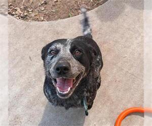 Mutt Dogs for adoption in Tulsa, OK, USA