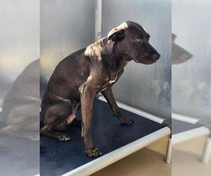 Mutt Dogs for adoption in San Antonio, TX, USA