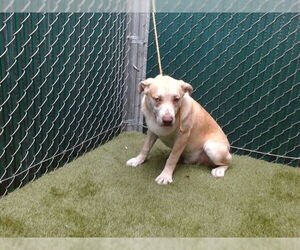 American Pit Bull Terrier-Unknown Mix Dogs for adoption in Downey, CA, USA