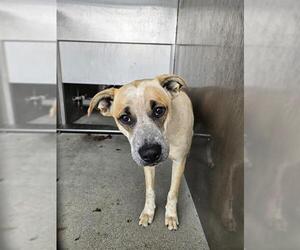 Boxer-German Shepherd Dog Mix Dogs for adoption in Downey, CA, USA
