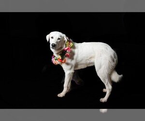 Great Pyrenees Dogs for adoption in San Andreas, CA, USA
