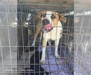 Mutt Dogs for adoption in San Antonio, TX, USA