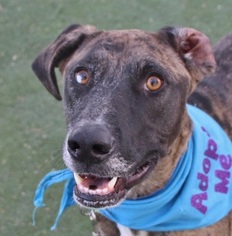 Catahoula Leopard Dog Dogs for adoption in Las Vegas, NV, USA