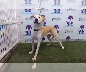 Labrador Retriever-Unknown Mix Dogs for adoption in Orlando, FL, USA