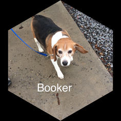 Medium Photo #1 Beagle Puppy For Sale in Lewisburg, WV, USA