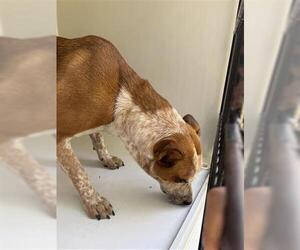 Mutt Dogs for adoption in Houston, TX, USA