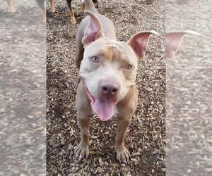American Pit Bull Terrier-Unknown Mix Dogs for adoption in Grantville, PA, USA