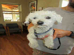 Poodle (Toy) Dogs for adoption in Ojai, CA, USA