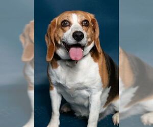 Beagle Dogs for adoption in Hughesville, MD, USA