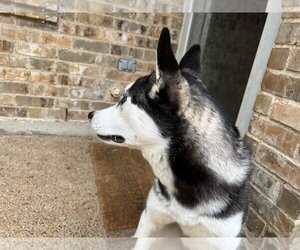 Siberian Husky Dogs for adoption in Rowlett, TX, USA