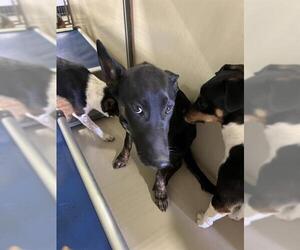 German Shepherd Dog Dogs for adoption in Bakersfield, CA, USA