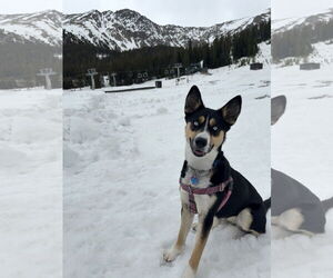 Huskies -Unknown Mix Dogs for adoption in Aurora, CO, USA