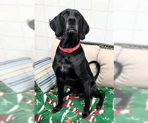 Great Dane-Labrador Retriever Mix Dogs for adoption in Canfield, OH, USA