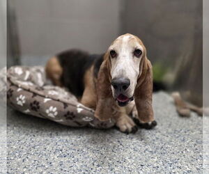 Basset Hound Dogs for adoption in Brookville, OH, USA